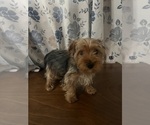 Small Photo #16 Yorkshire Terrier Puppy For Sale in DURHAM, CT, USA