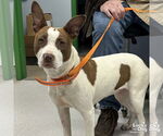 Small #1 Labrador Retriever Mix