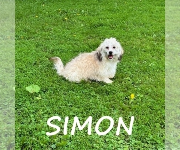 Medium Photo #3 Shih-Poo Puppy For Sale in HARTLAND, MN, USA