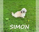Small #2 Shih-Poo