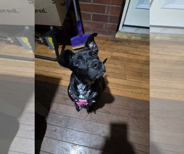 Medium Photo #3 Labrador Retriever-Unknown Mix Puppy For Sale in Binghamton, NY, USA