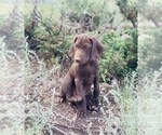 Small Photo #30 German Shorthaired Pointer Puppy For Sale in DENVER, CO, USA