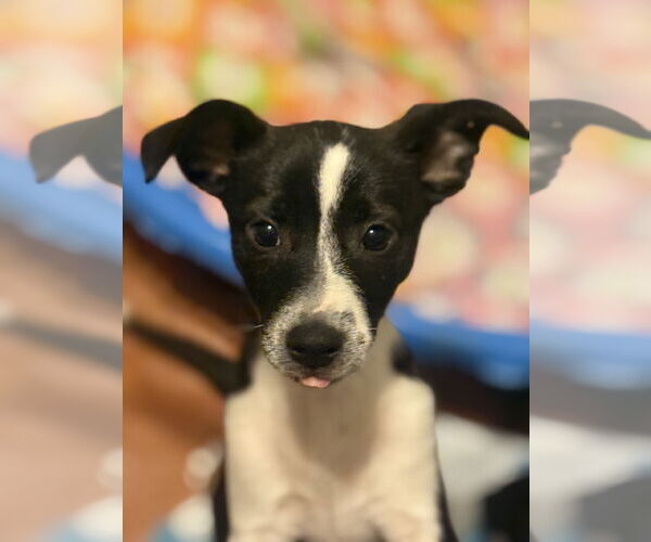 Medium Photo #2 Jack Chi Puppy For Sale in Slidell, LA, USA