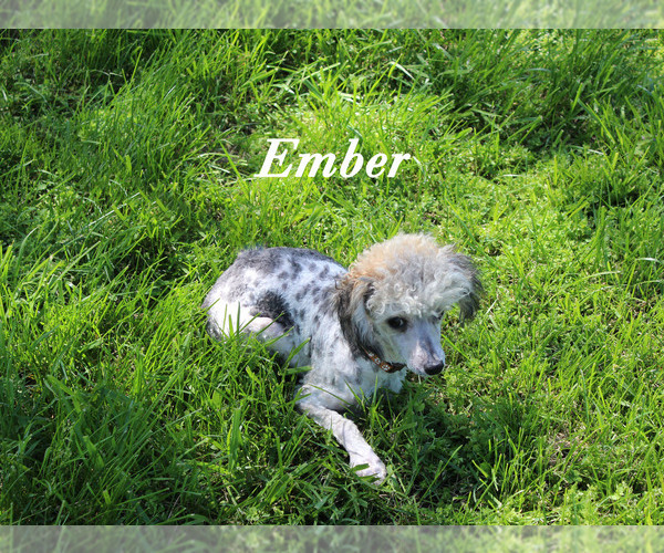 Medium Photo #22 Poodle (Toy) Puppy For Sale in CHANUTE, KS, USA