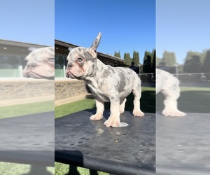 French Bulldog Puppy for sale in SANTA ANA, CA, USA
