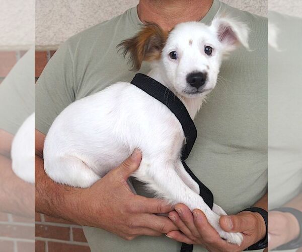 Medium Photo #2 Jack Russell Terrier-Unknown Mix Puppy For Sale in Carrollton, TX, USA