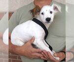 Small #1 Jack Russell Terrier Mix