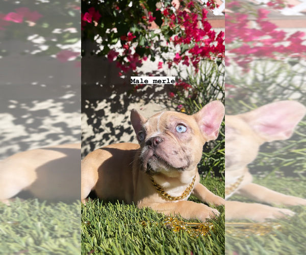 Medium Photo #4 French Bulldog Puppy For Sale in LOS ANGELES, CA, USA