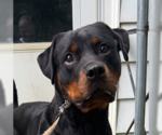 Small Rottweiler Mix