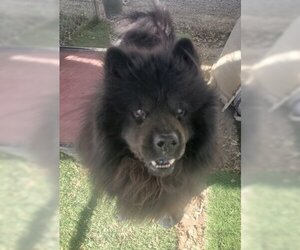 Leo (Chow) - Male Chow Chow Dog for Adoption - Photo #4