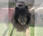 Small Photo #5 Chow Chow Puppy For Sale in Ventura, CA, USA