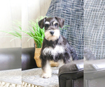 Small Photo #1 Schnauzer (Miniature) Puppy For Sale in SYRACUSE, IN, USA