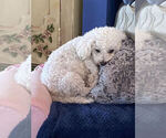 Small Photo #1 Bichon Frise Puppy For Sale in HAGERSTOWN, MD, USA