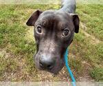 Small American Pit Bull Terrier