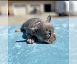 Small #4 French Bulldog