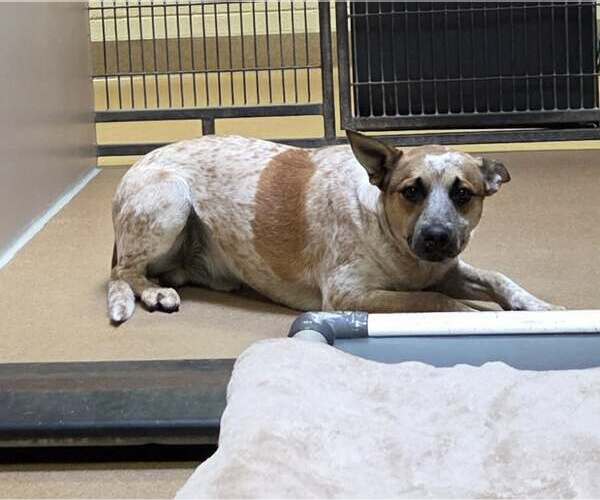 Medium Photo #1 Mutt Puppy For Sale in Martinez, CA, USA