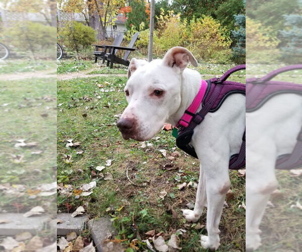 Medium Photo #4 American Pit Bull Terrier-Pointer Mix Puppy For Sale in Clarkston, MI, USA