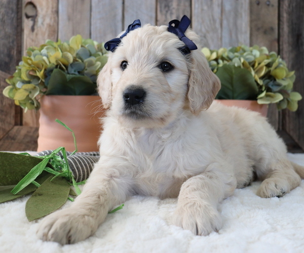 Medium Photo #2 Goldendoodle Puppy For Sale in HONEY BROOK, PA, USA