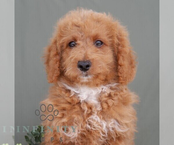 Medium Photo #1 Poodle (Miniature) Puppy For Sale in DORNSIFE, PA, USA