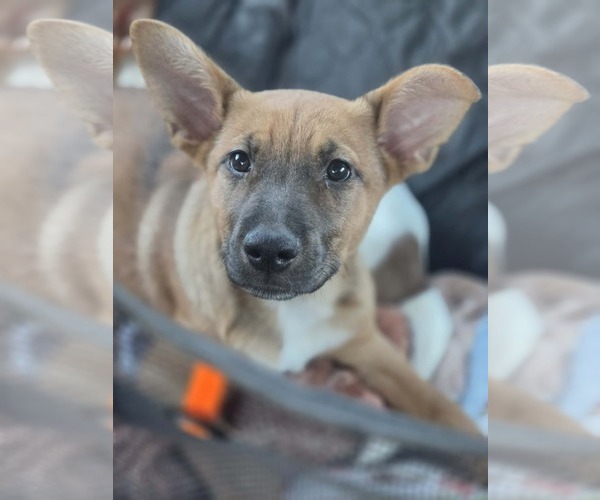 Medium Photo #3 Pointer-Unknown Mix Puppy For Sale in Sanford, FL, USA