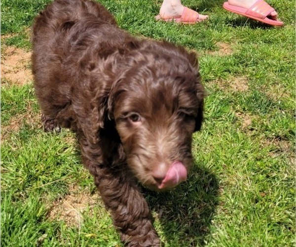 Medium Photo #1 Goldendoodle Puppy For Sale in NEWNAN, GA, USA