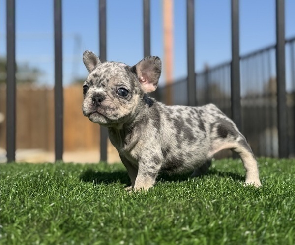 Medium Photo #7 French Bulldog Puppy For Sale in PORTLAND, OR, USA