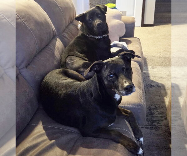 Medium Photo #8 Labrador Retriever-Unknown Mix Puppy For Sale in Fargo, ND, USA