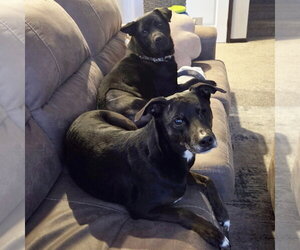 Hat Trick - Male Labrador Retriever-Unknown Mix Dog for Adoption - Photo #8