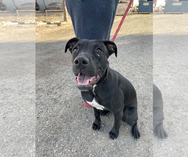 Medium Photo #2 Labrador Retriever-Unknown Mix Puppy For Sale in El Centro, CA, USA
