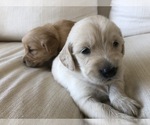 Small Photo #1 Golden Retriever Puppy For Sale in FAIR OAKS, CA, USA