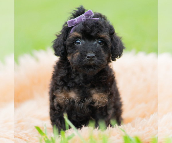 Medium Photo #82 Poodle (Miniature) Puppy For Sale in WARSAW, IN, USA