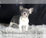 Puppy Bruno AKC French Bulldog