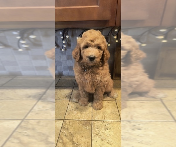 Medium Photo #18 Goldendoodle Puppy For Sale in HOUSEVILLE, NY, USA