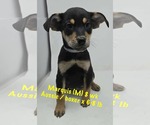 Small #4 Australian Shepherd-Boxer Mix
