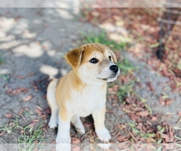 Medium Photo #27 Shiba Inu Puppy For Sale in FREMONT, CA, USA