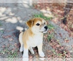 Small Photo #27 Shiba Inu Puppy For Sale in FREMONT, CA, USA