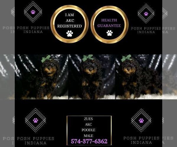 Medium Photo #39 Poodle (Miniature) Puppy For Sale in WARSAW, IN, USA