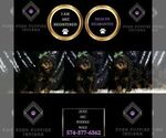 Small Photo #39 Poodle (Miniature) Puppy For Sale in WARSAW, IN, USA