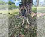 Small #3 German Shepherd Dog