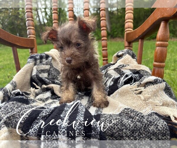 Medium Photo #10 Schnauzer (Miniature) Puppy For Sale in NIANGUA, MO, USA