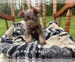 Small Photo #10 Schnauzer (Miniature) Puppy For Sale in NIANGUA, MO, USA