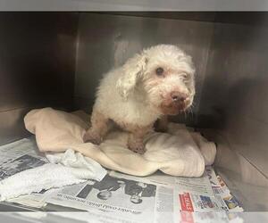 Poodle (Miniature) Dogs for adoption in Downey, CA, USA