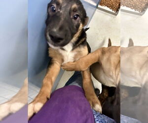 Australian Shepherd Dogs for adoption in Pampa, TX, USA