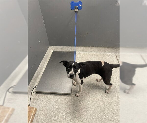 Medium Photo #1 American Staffordshire Terrier-Unknown Mix Puppy For Sale in Tallahassee, FL, USA