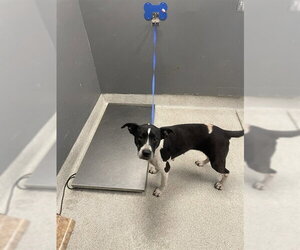 American Staffordshire Terrier-Unknown Mix Dogs for adoption in Tallahassee, FL, USA