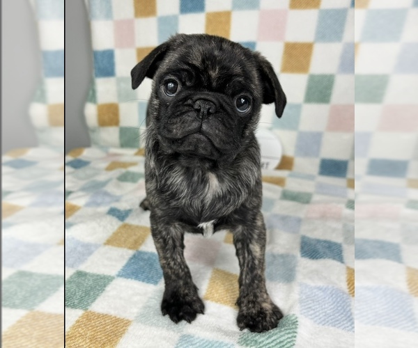 Medium Photo #5 Pug Puppy For Sale in FRANKLIN, IN, USA