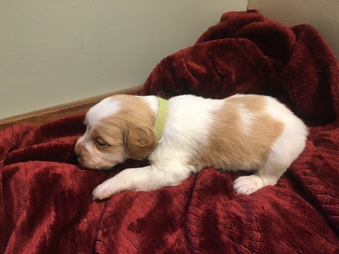 Medium Photo #10 Brittany Puppy For Sale in MAYVILLE, MI, USA