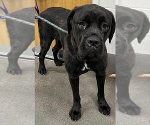 Mutt Dogs for adoption in Forestville, MD, USA