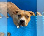 Small #1 American Pit Bull Terrier Mix