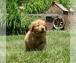 Small #1 Golden Retriever